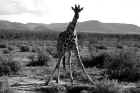 Samburu-Giraffe_16_sw.jpg (397283 Byte)