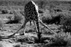 Samburu-Giraffe_18_sw.jpg (291857 Byte)