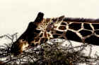 w_0788_Giraffe_Samburu.jpg (459039 Byte)